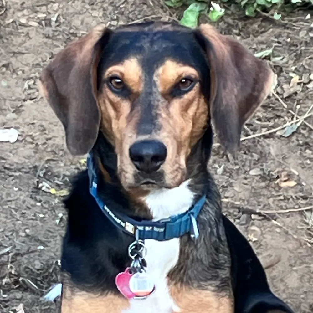 mutt58.bsky.social's profile picture