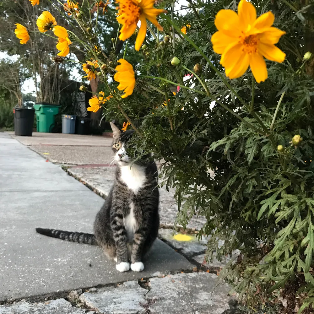 weeweeparee.bsky.social's profile picture