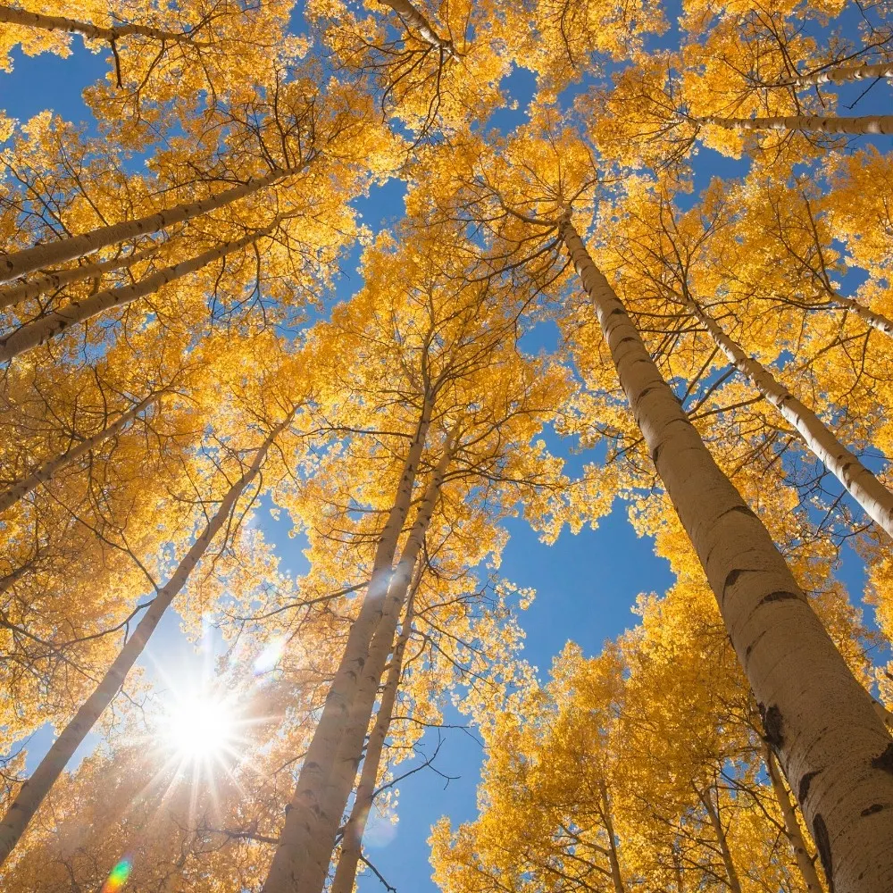 driftwood-images.bsky.social's profile picture