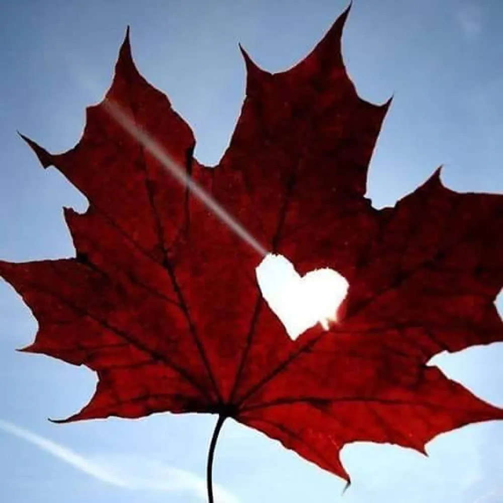 bonfiremedia.bsky.social's profile picture