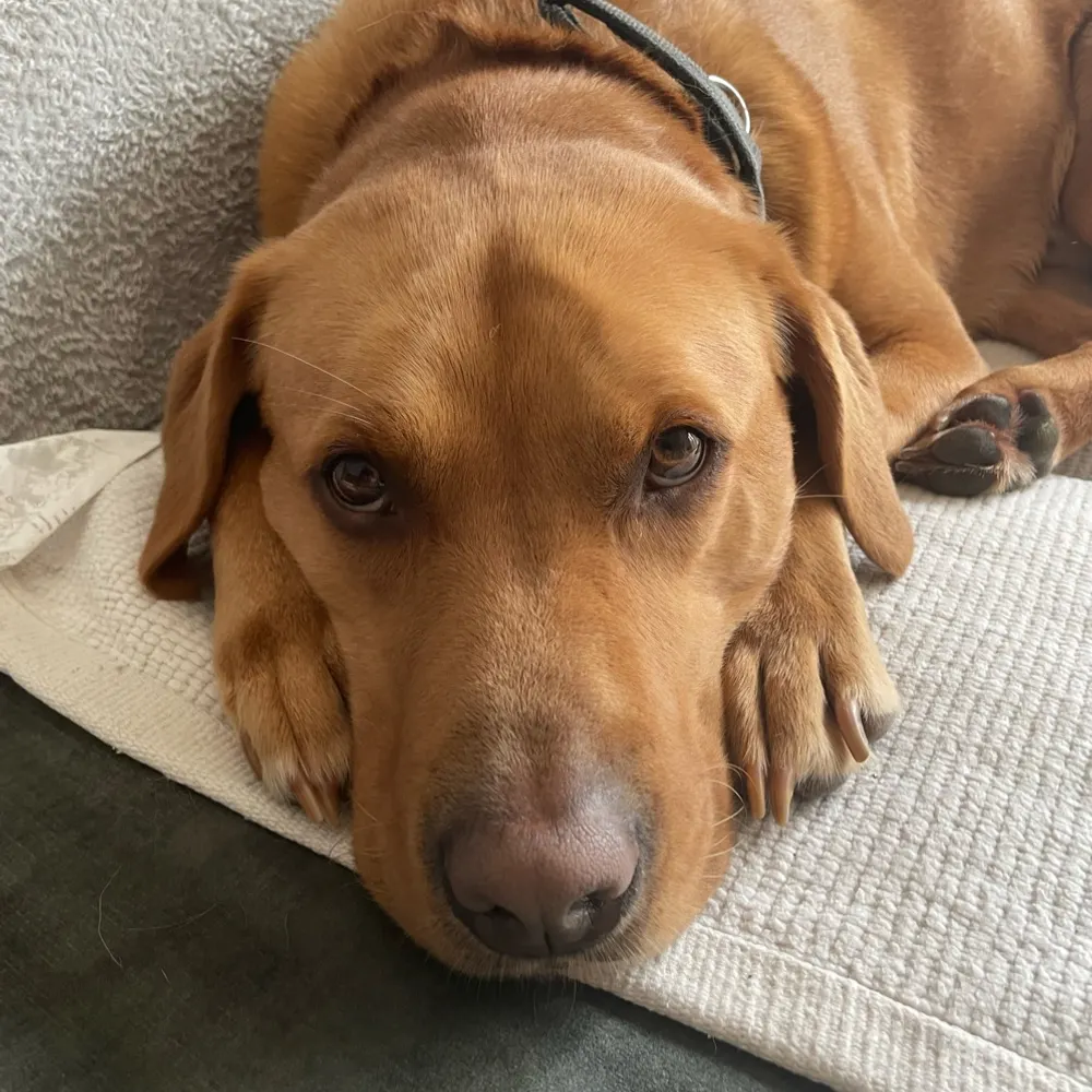 davidacollier.bsky.social's profile picture