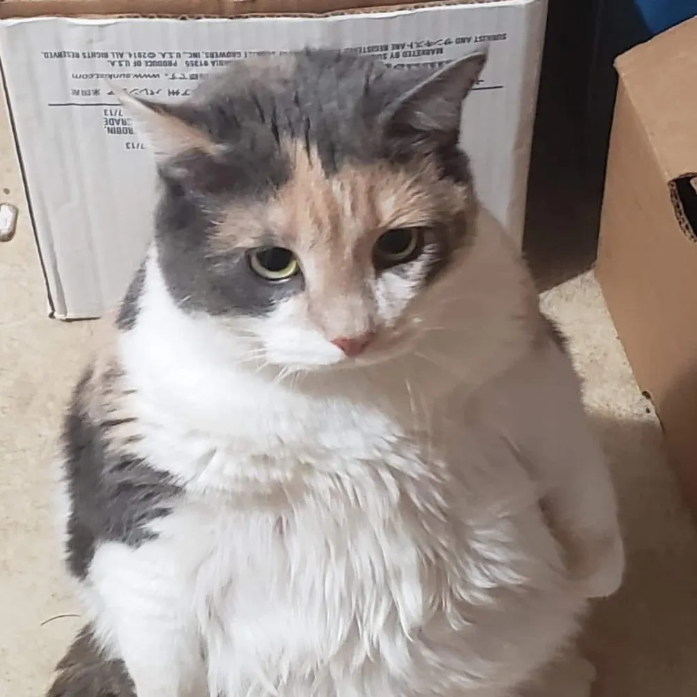 emmerlord.bsky.social's profile picture