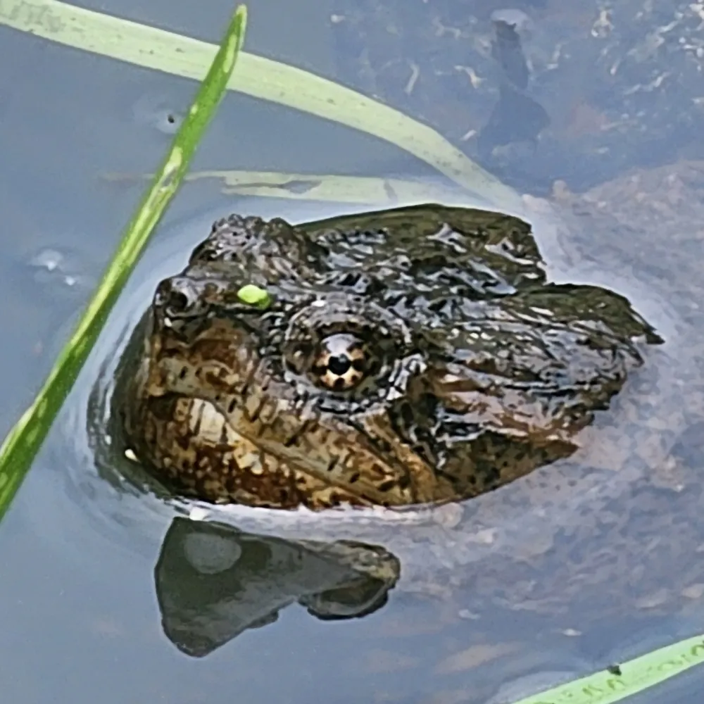 panteraqueen.bsky.social's profile picture