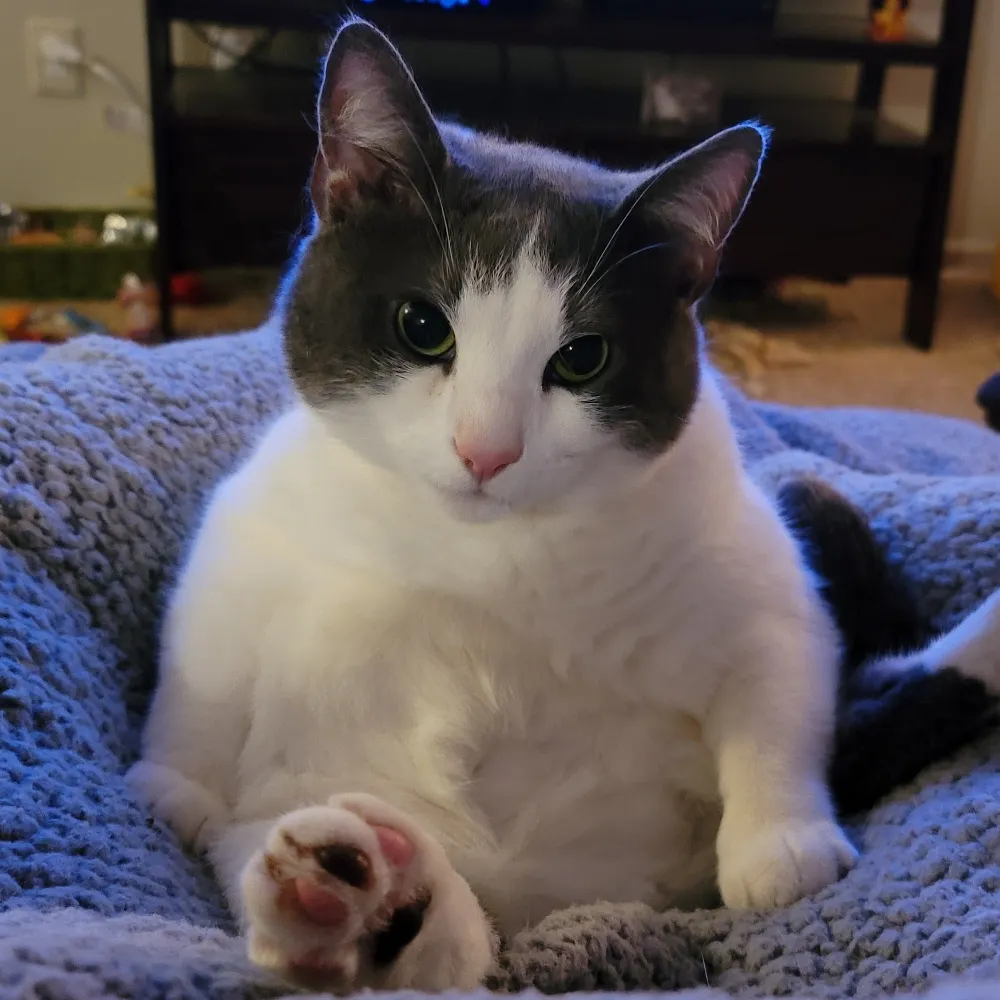 moocow614.bsky.social's profile picture