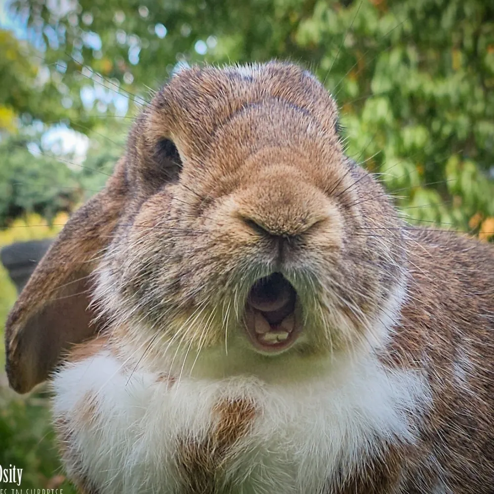 obdsity.bsky.social's profile picture