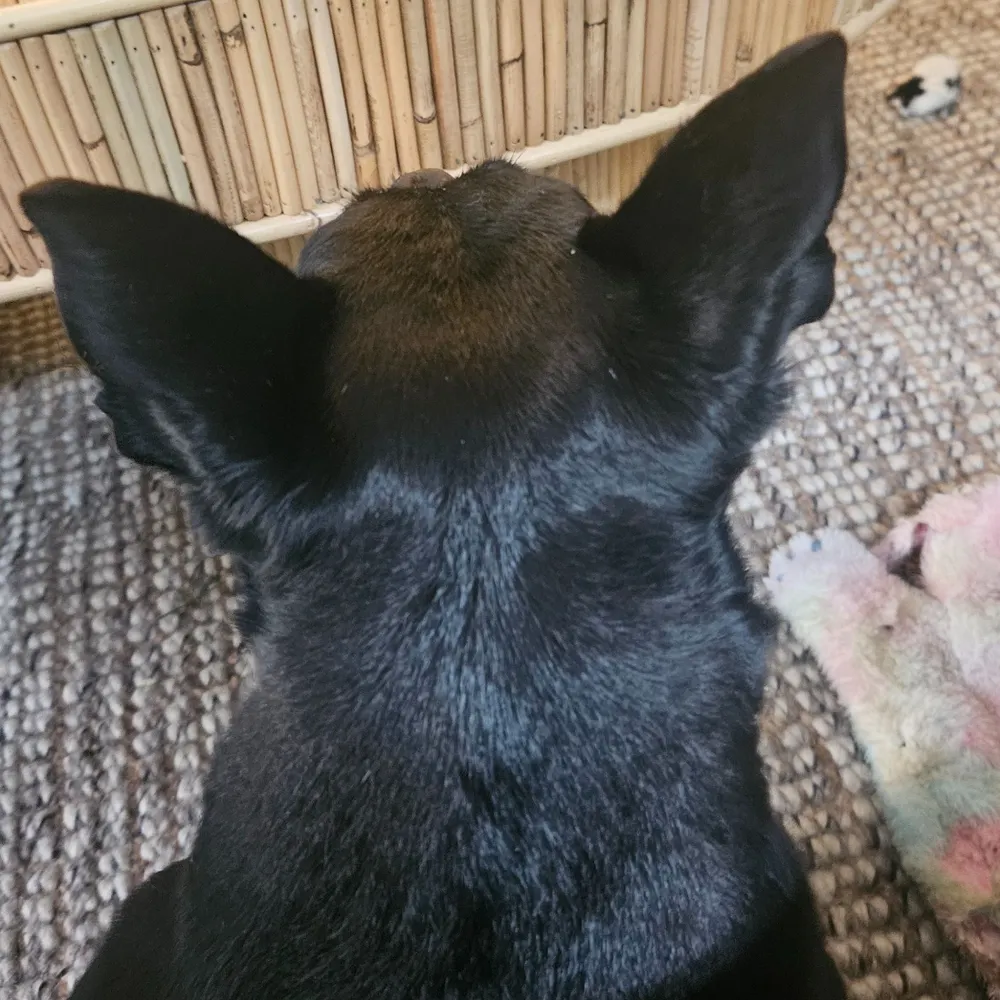 huggybare.bsky.social's profile picture