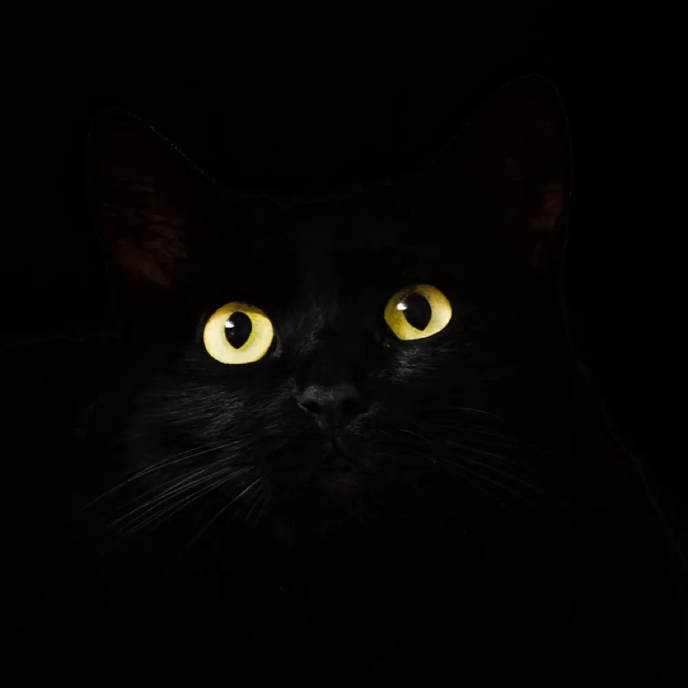 imall4frogs.bsky.social's profile picture