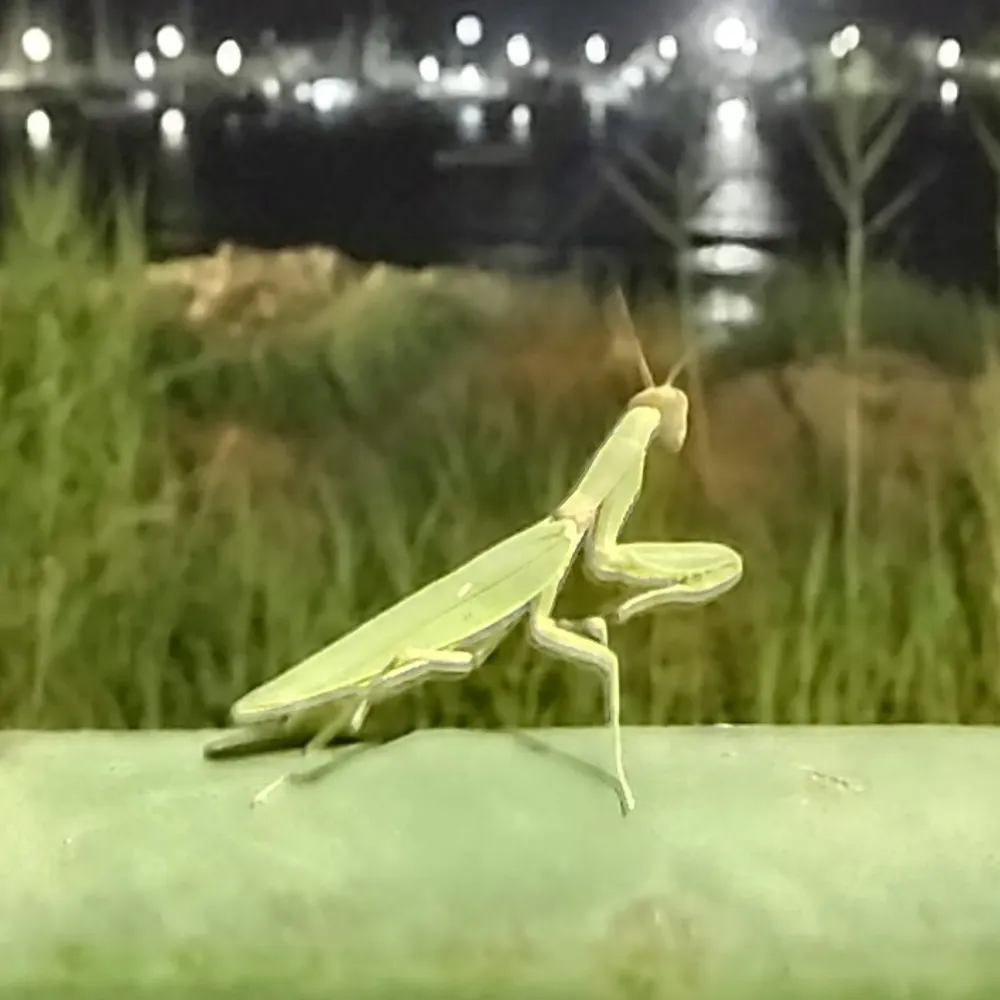 veganejule.eurosky.social's profile picture