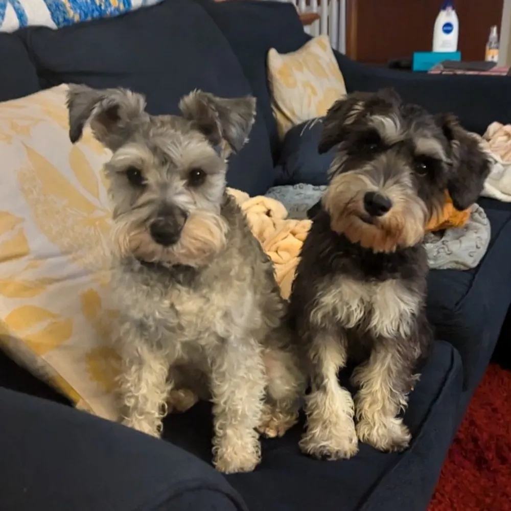 dollydoo.bsky.social's profile picture